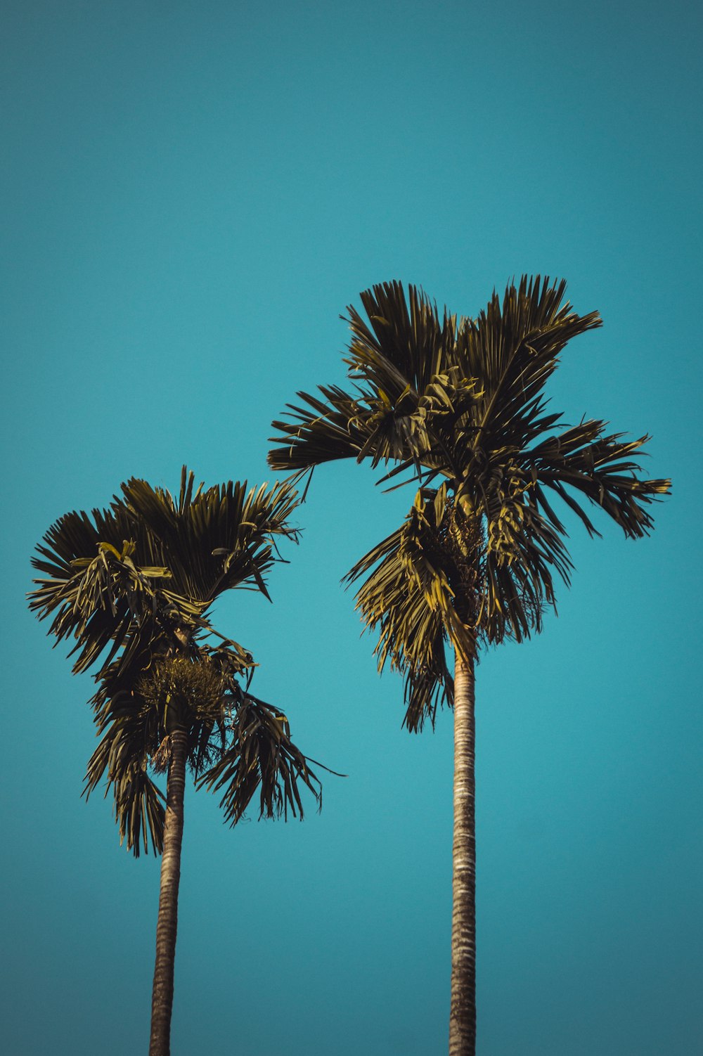 two palm trees