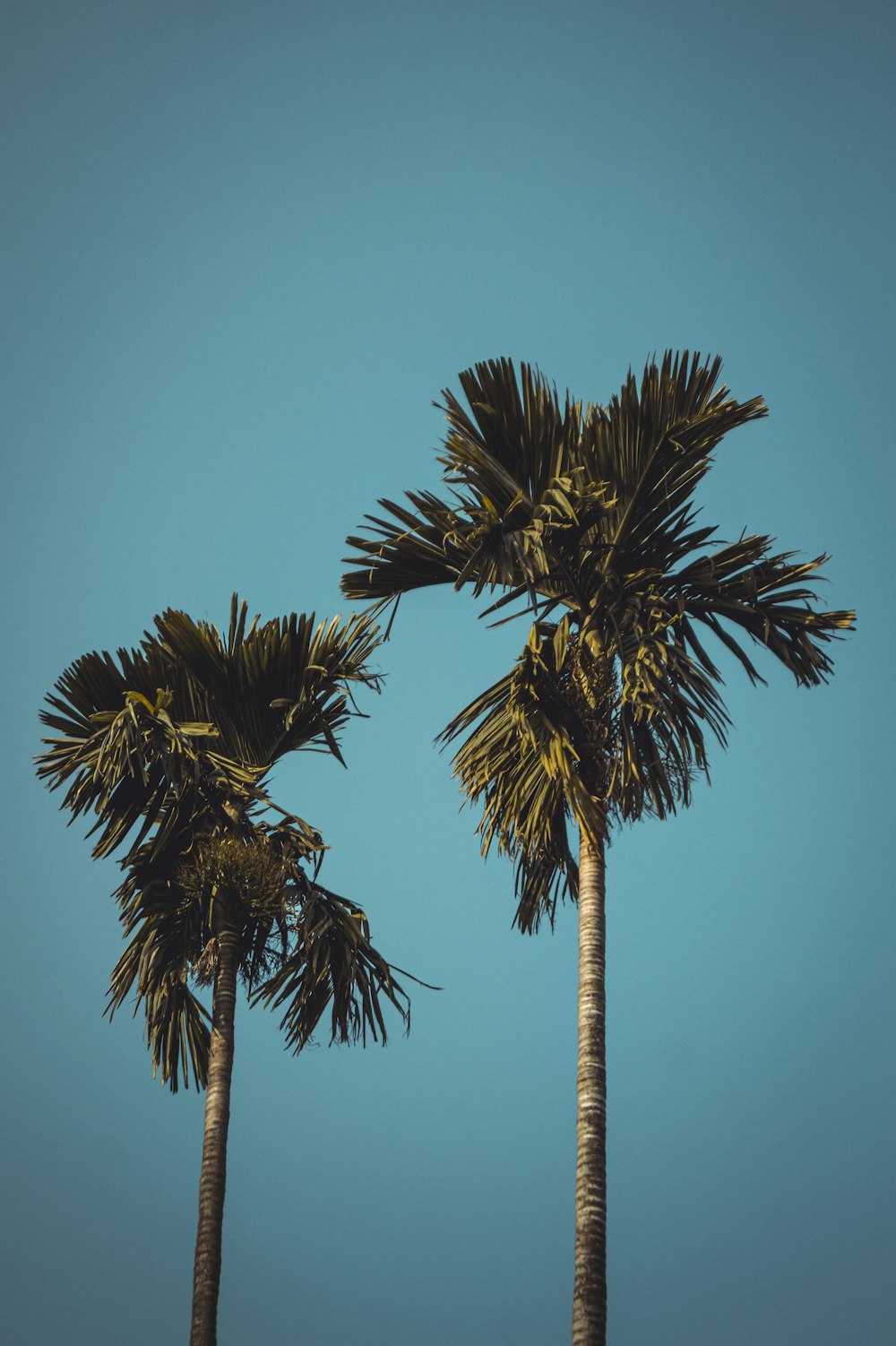 two palm trees