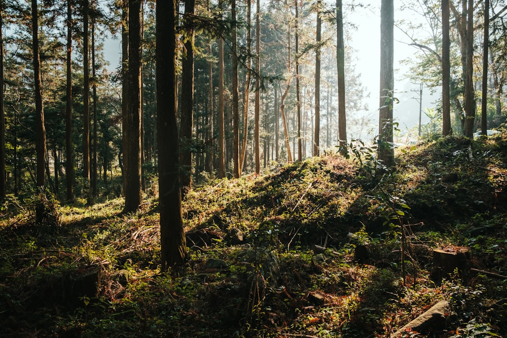 green-leafed trees