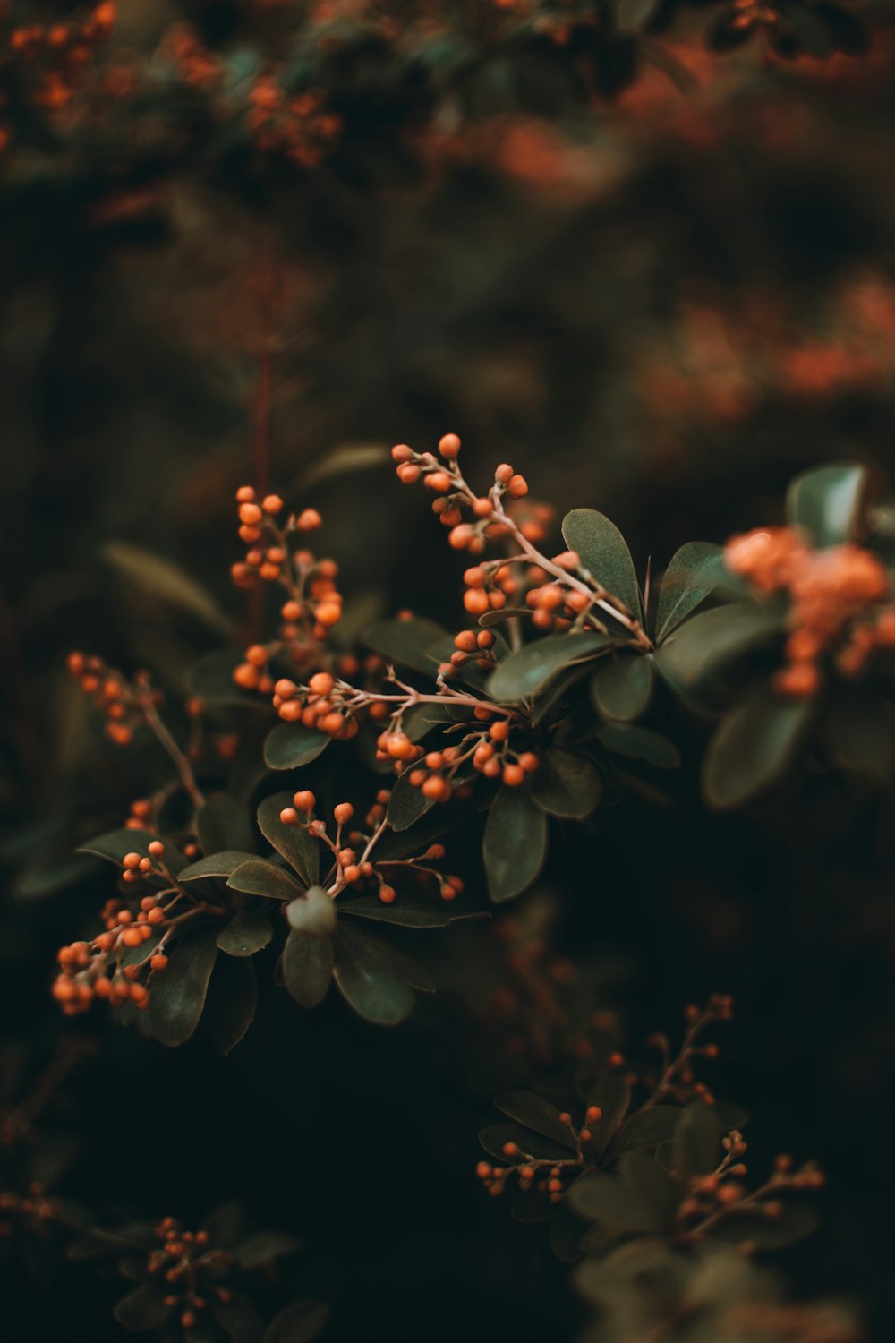 selective focus photography of red-leafed tre