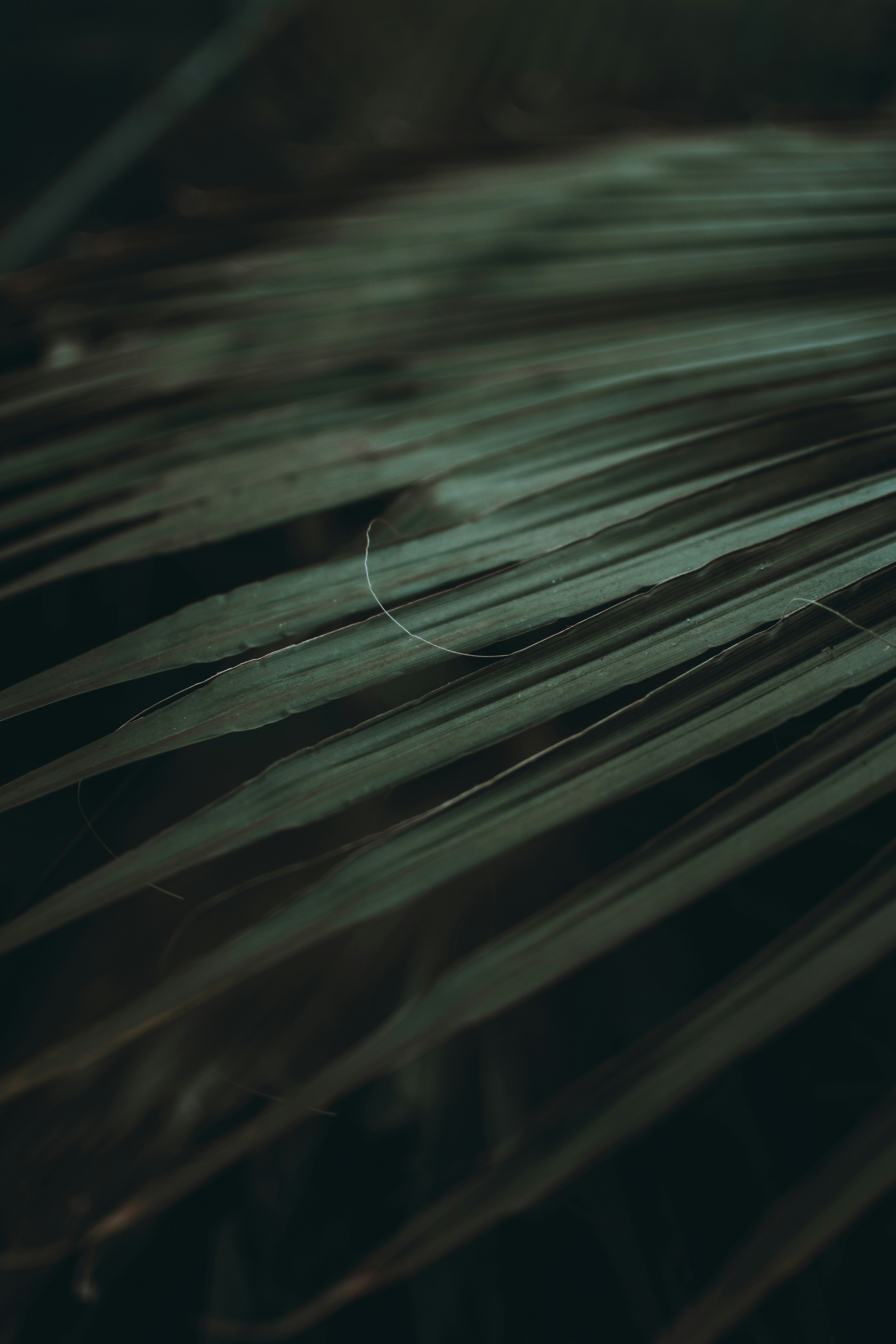 Photo by arnold_nagy