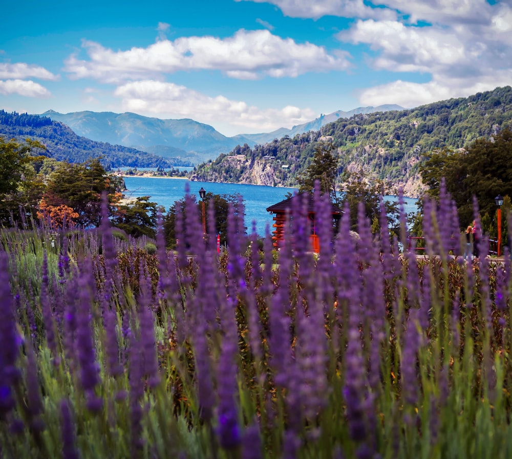 flores de pétalos verdes