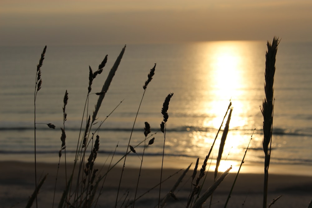 plage au coucher du soleil