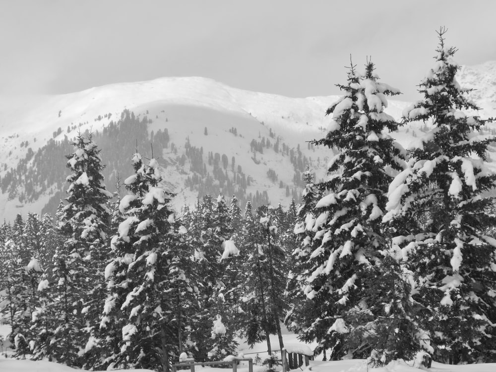 pine trees covered with snow