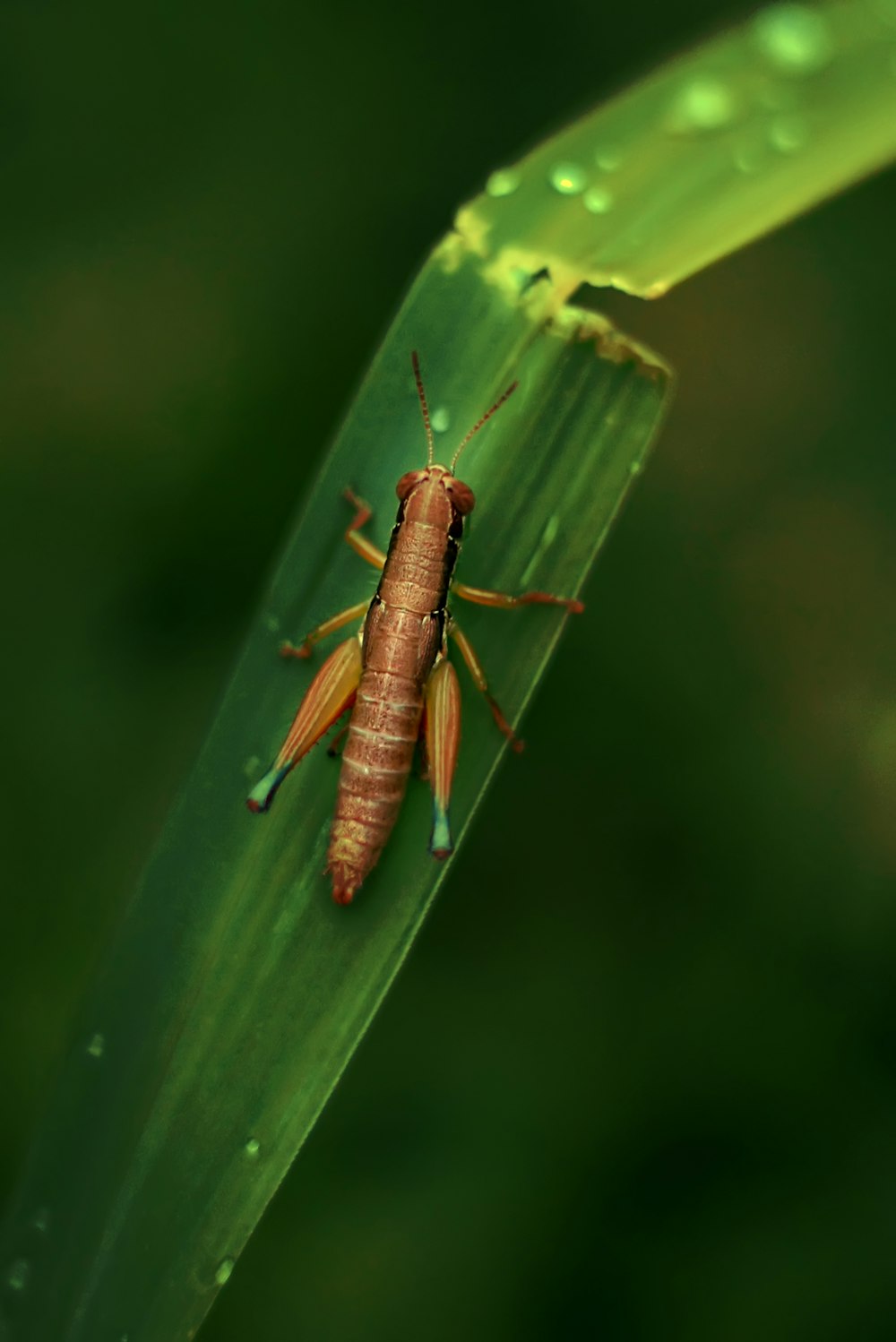 grillon brun sur l’herbe