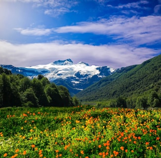 bed of flowers overlooking mountain range