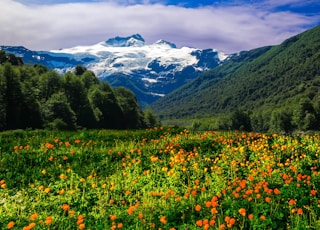bed of flowers overlooking mountain range