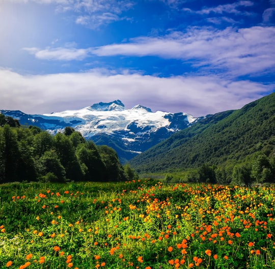 bed of flowers overlooking mountain range in Río Negro Argentina