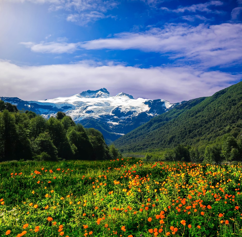 bed of flowers overlooking mountain range