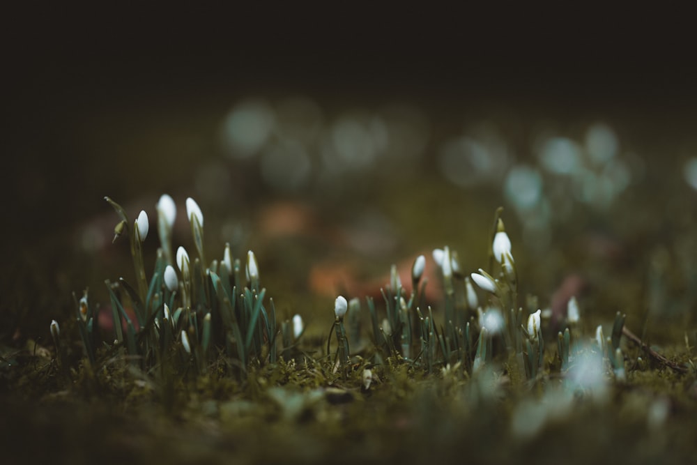 white petaled flowers