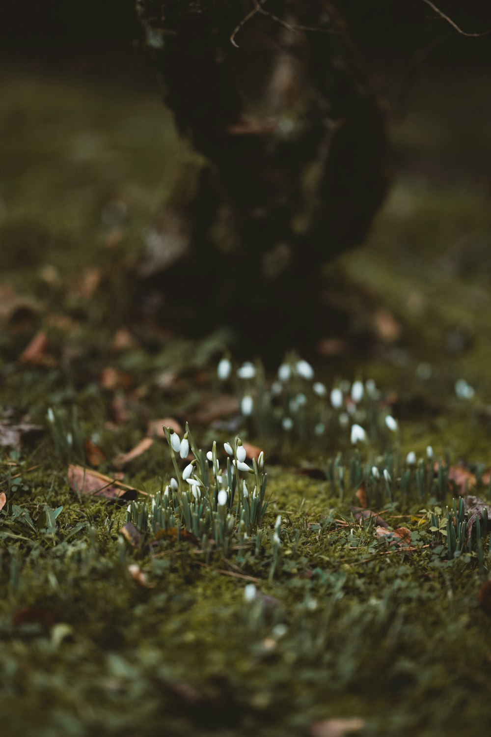 small white flowers are growing in the grass