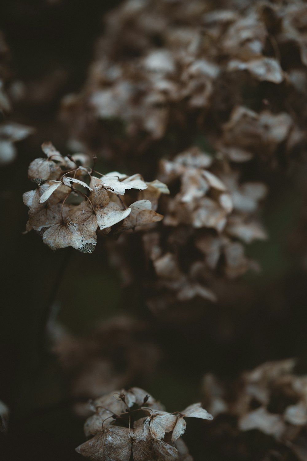 white flowering tree