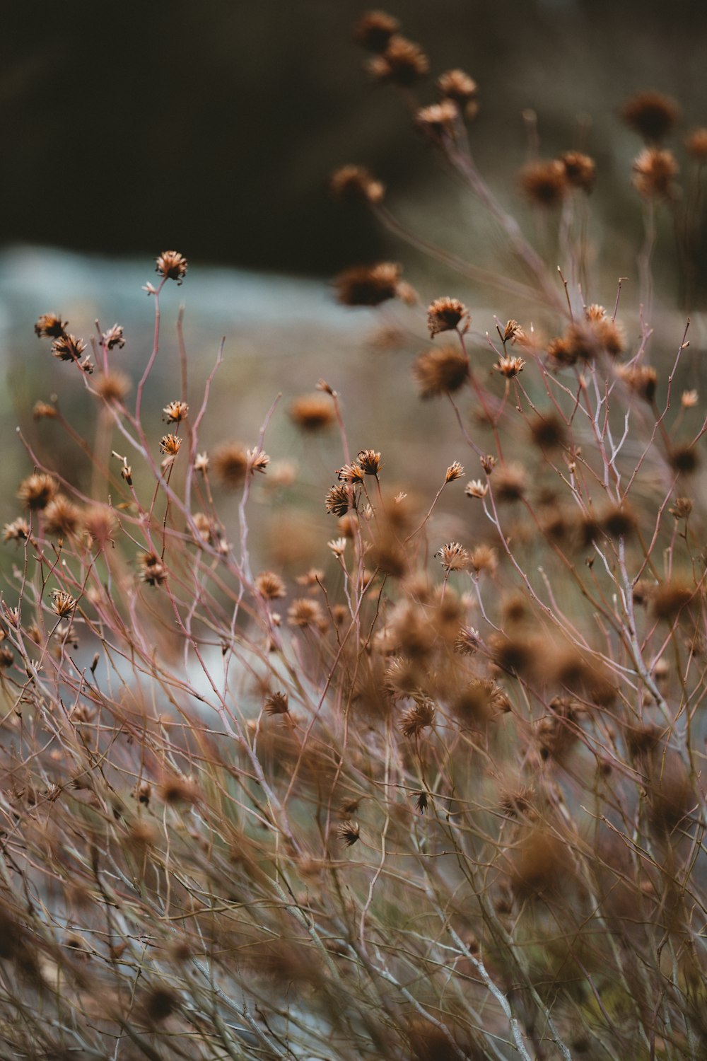 a close up of a plant with small brown flowers