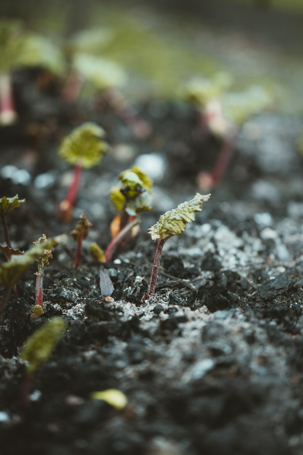 shallow focus photo of green leaves