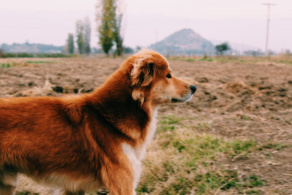 tan dog standing on grass