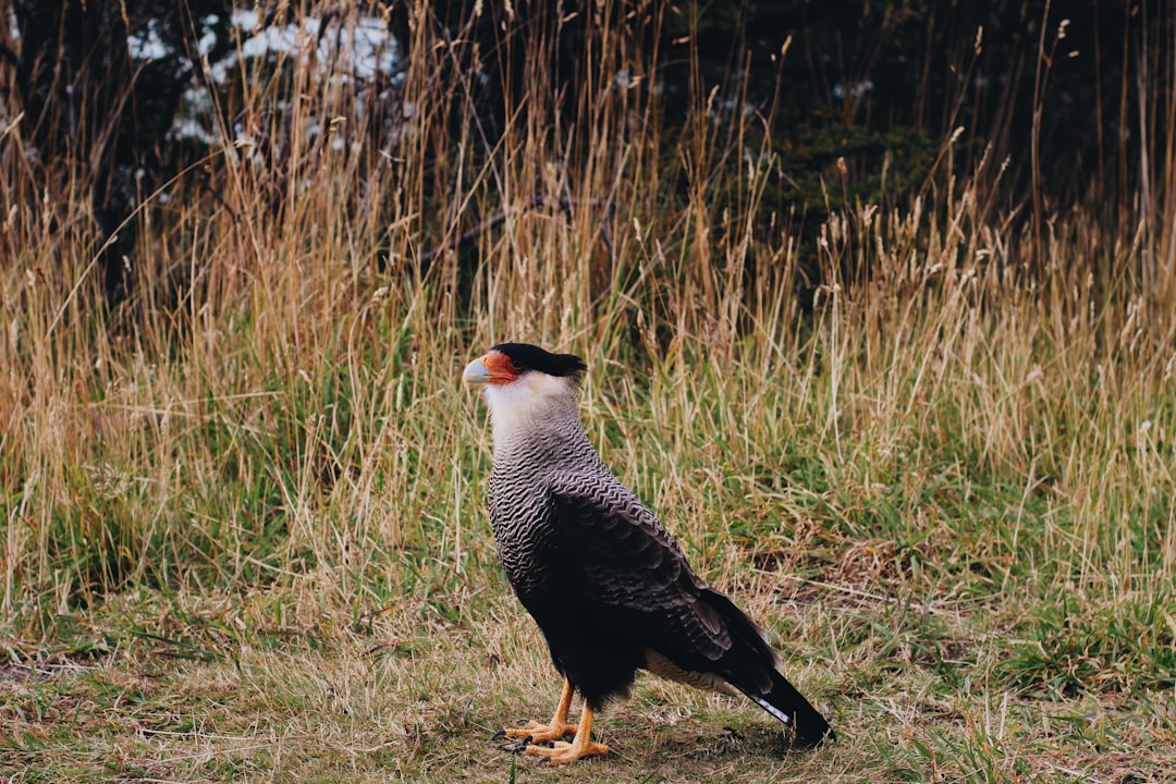 Wildlife photo spot Parque Torres Del Paine Temuco