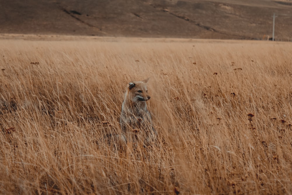 coyote grass field