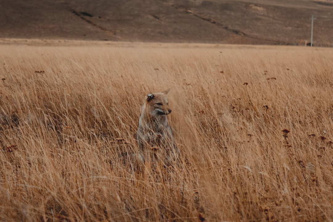 coyote grass field,