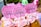 Cupcakes with pink frosting topped with colorful sprinkles and signs that read 'Happy Birthday'. The signs are cute, pink, polka-dotted and flower-shaped. The background includes blurred, colorful, festive decorations.