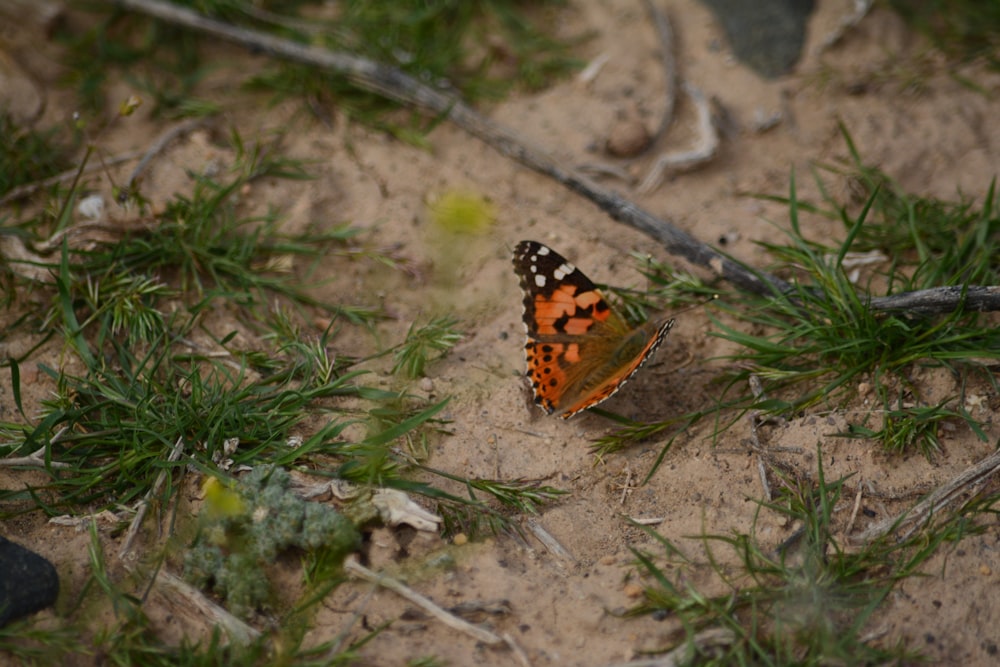 red and black butterfly on dirt