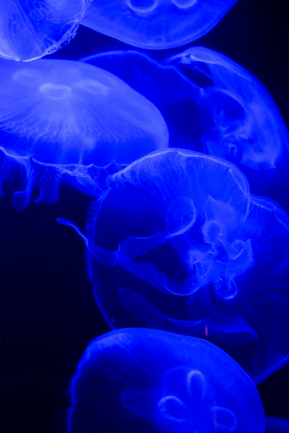 jellyfish