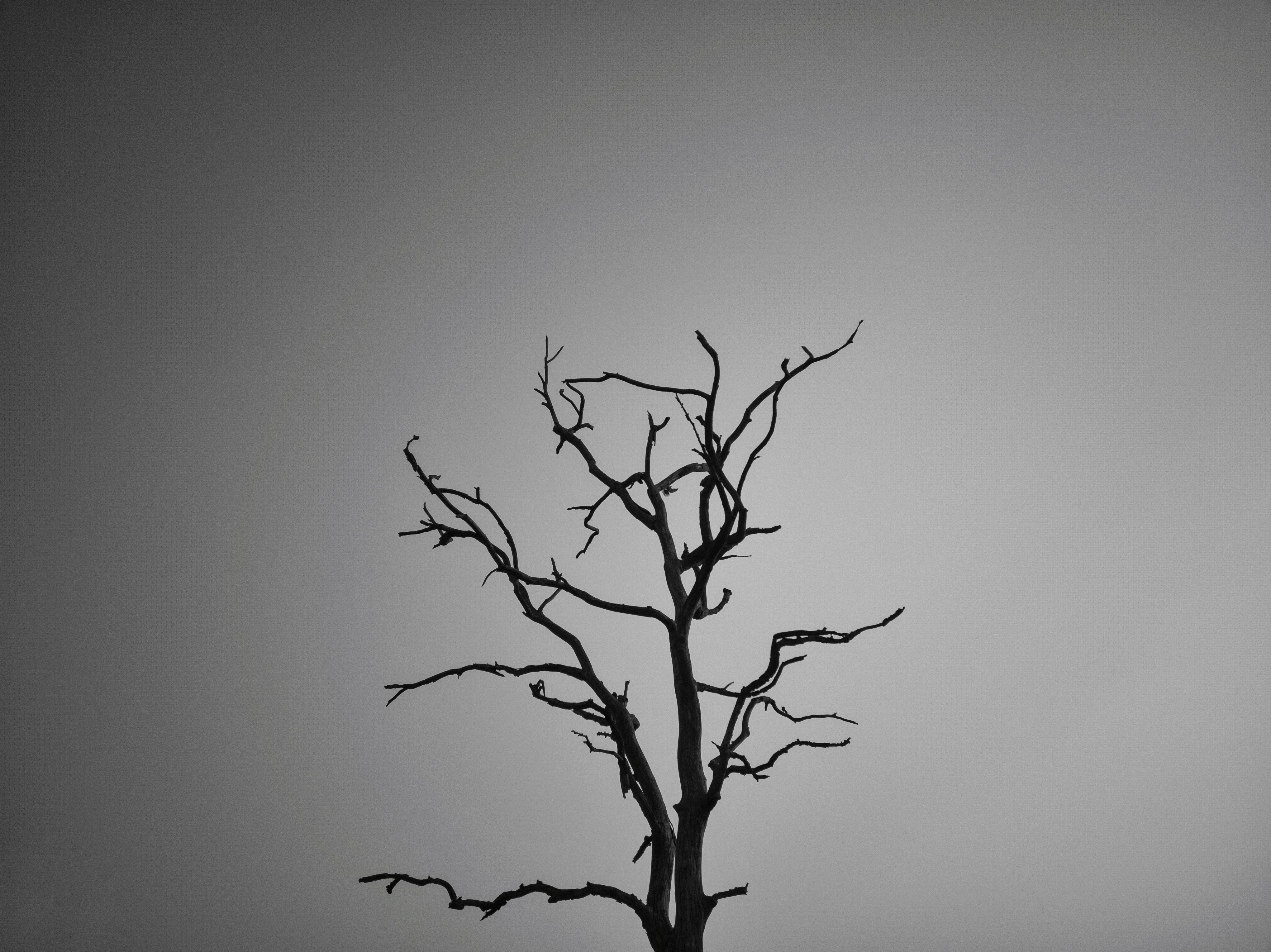 Photo by subhajit007