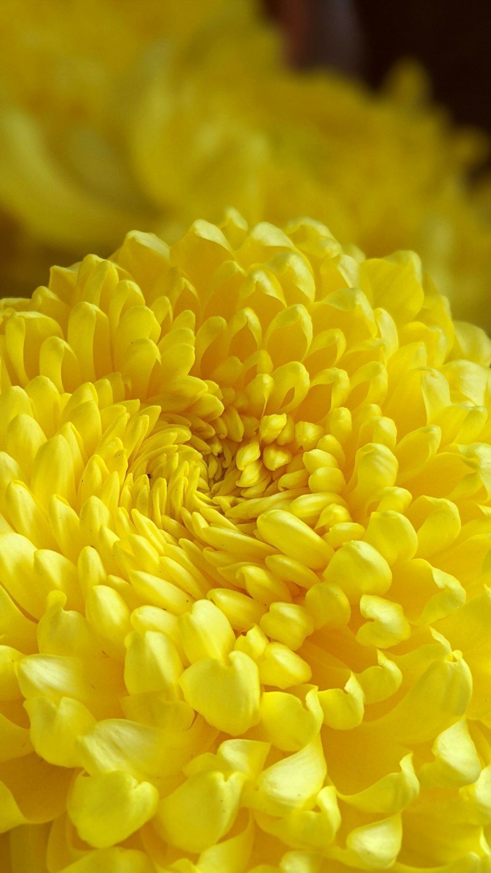 selective-focus photo of yellow flower