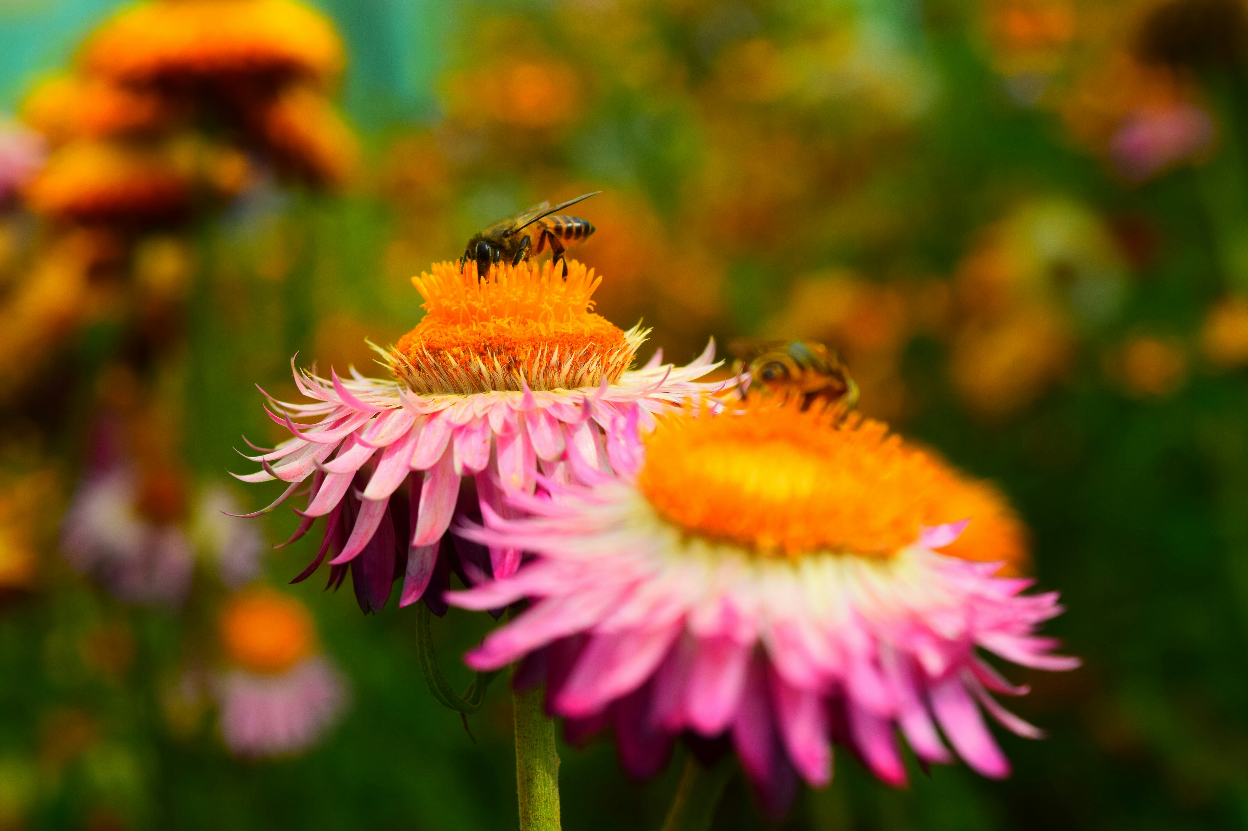 Photo by rrajputphotography