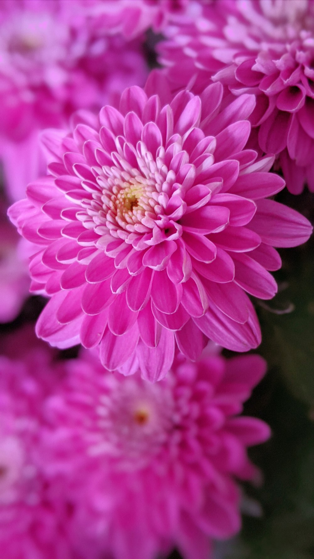 selective focus photography of pink-petaled flower