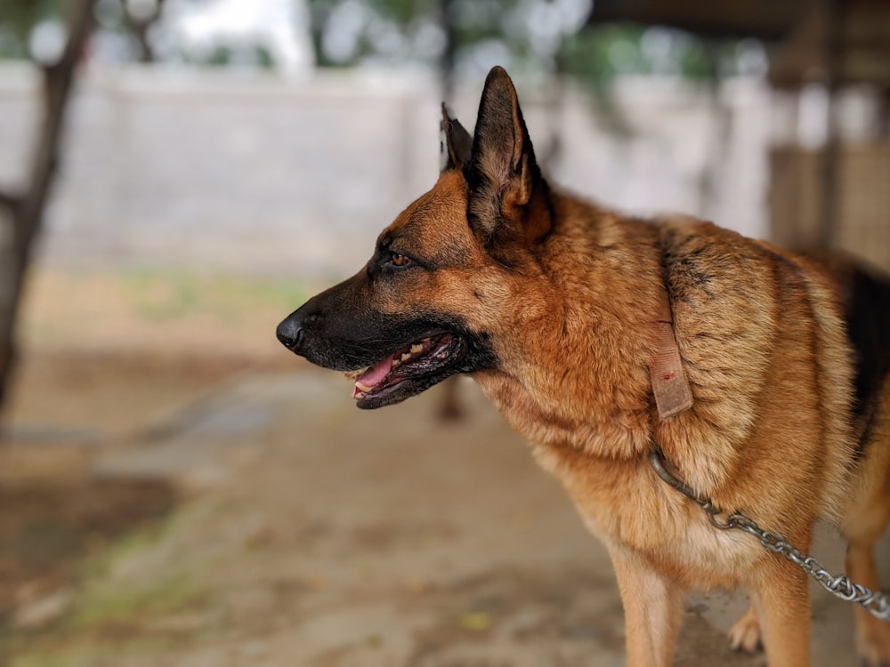 a dog with a chain around its neck