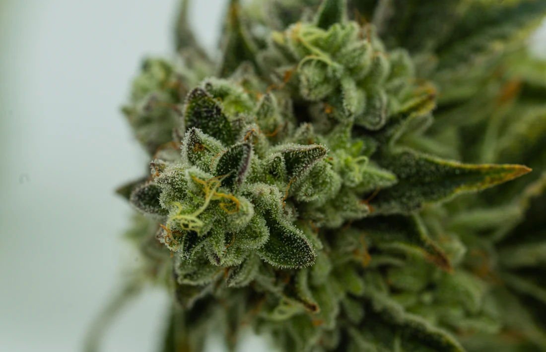 Close-up of a frosty cannabis flower