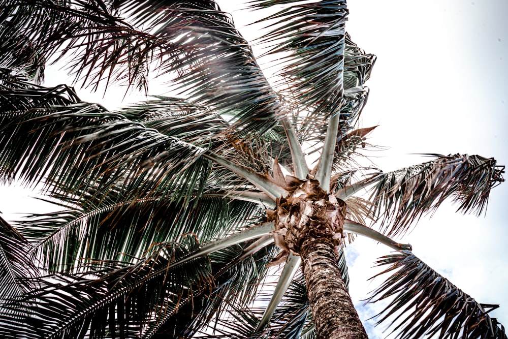 low-angle photography of a green coconut tree
