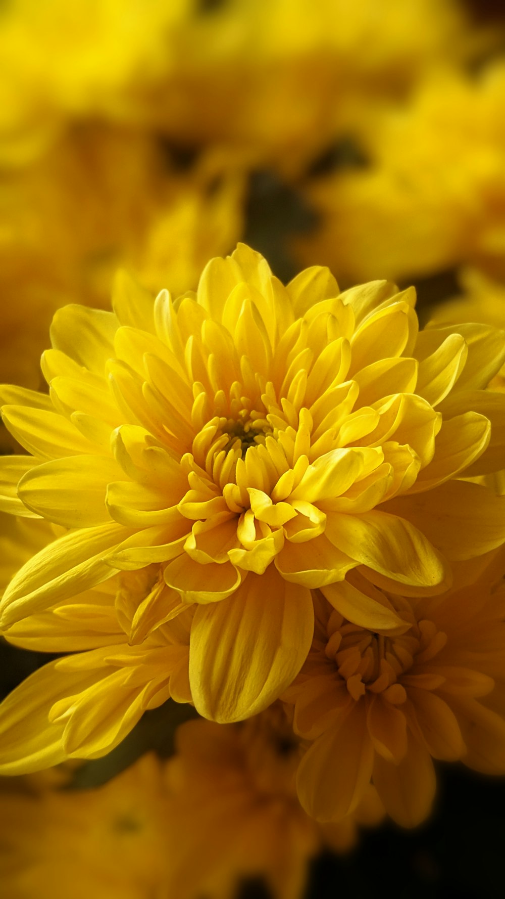selective focus photography of yellow chrysanthemum