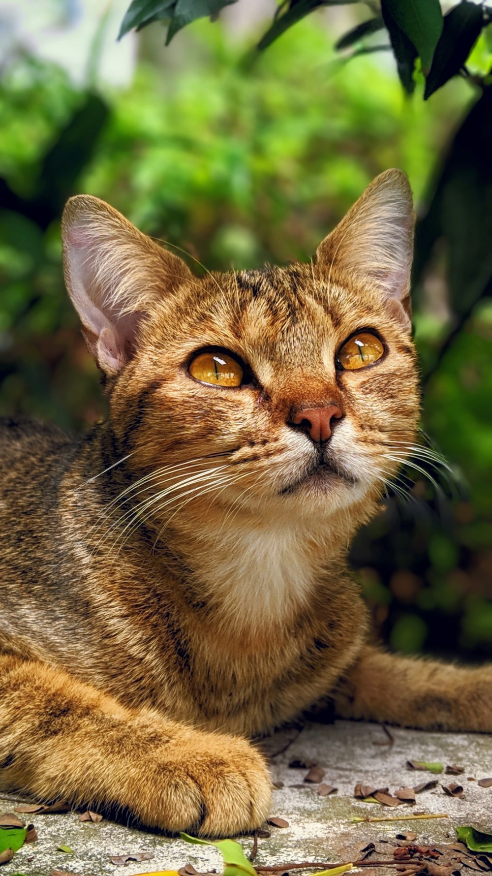 brown tabby cat