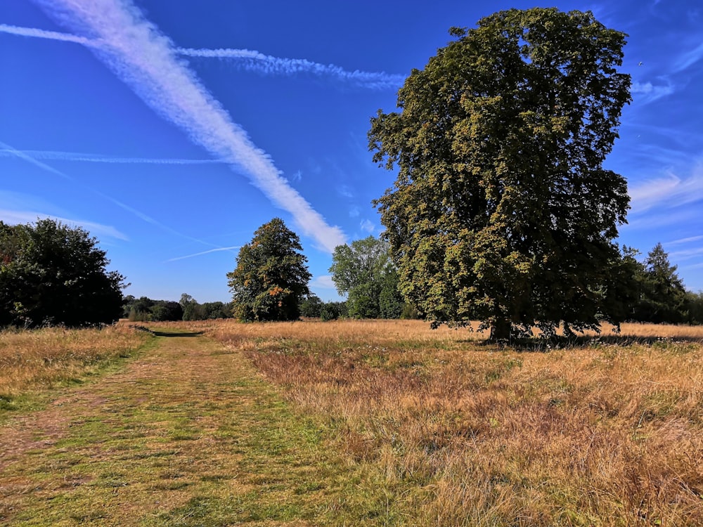 green field under blue sky