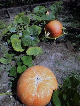 Large pumpkins resting on the ground, surrounded by lush green leaves and a partially visible dirt path in a garden setting.