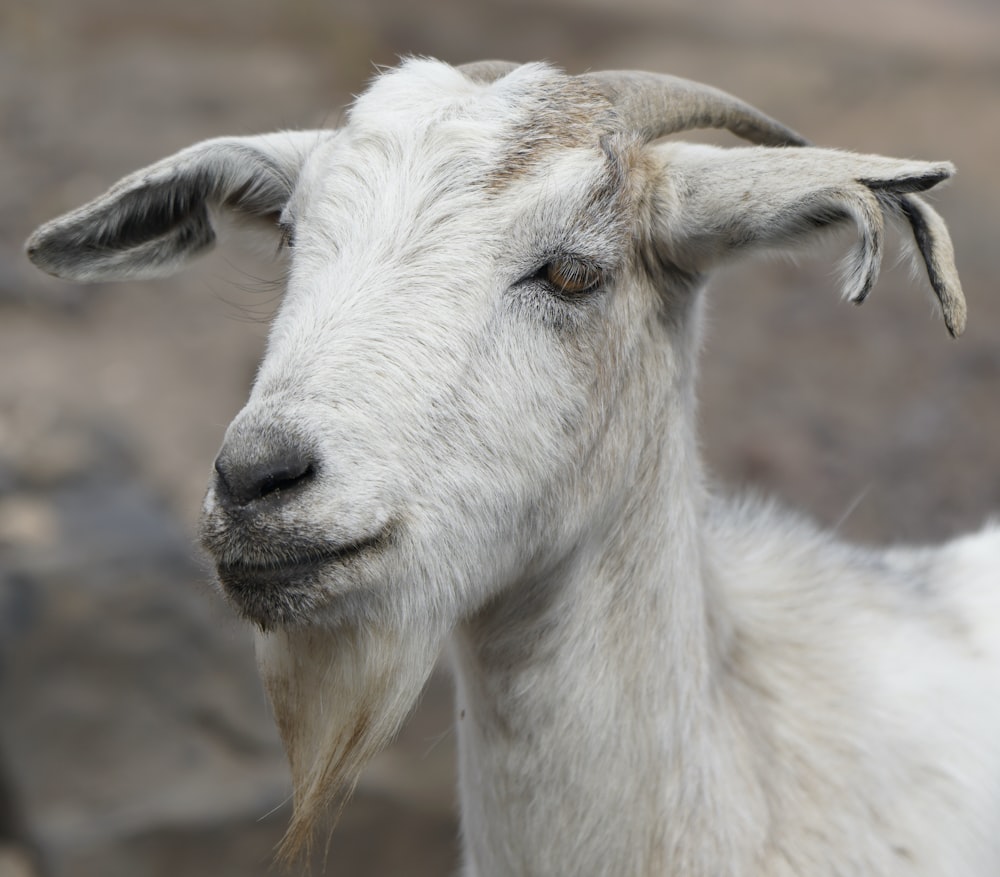 selective focus photography of white goat during daytime