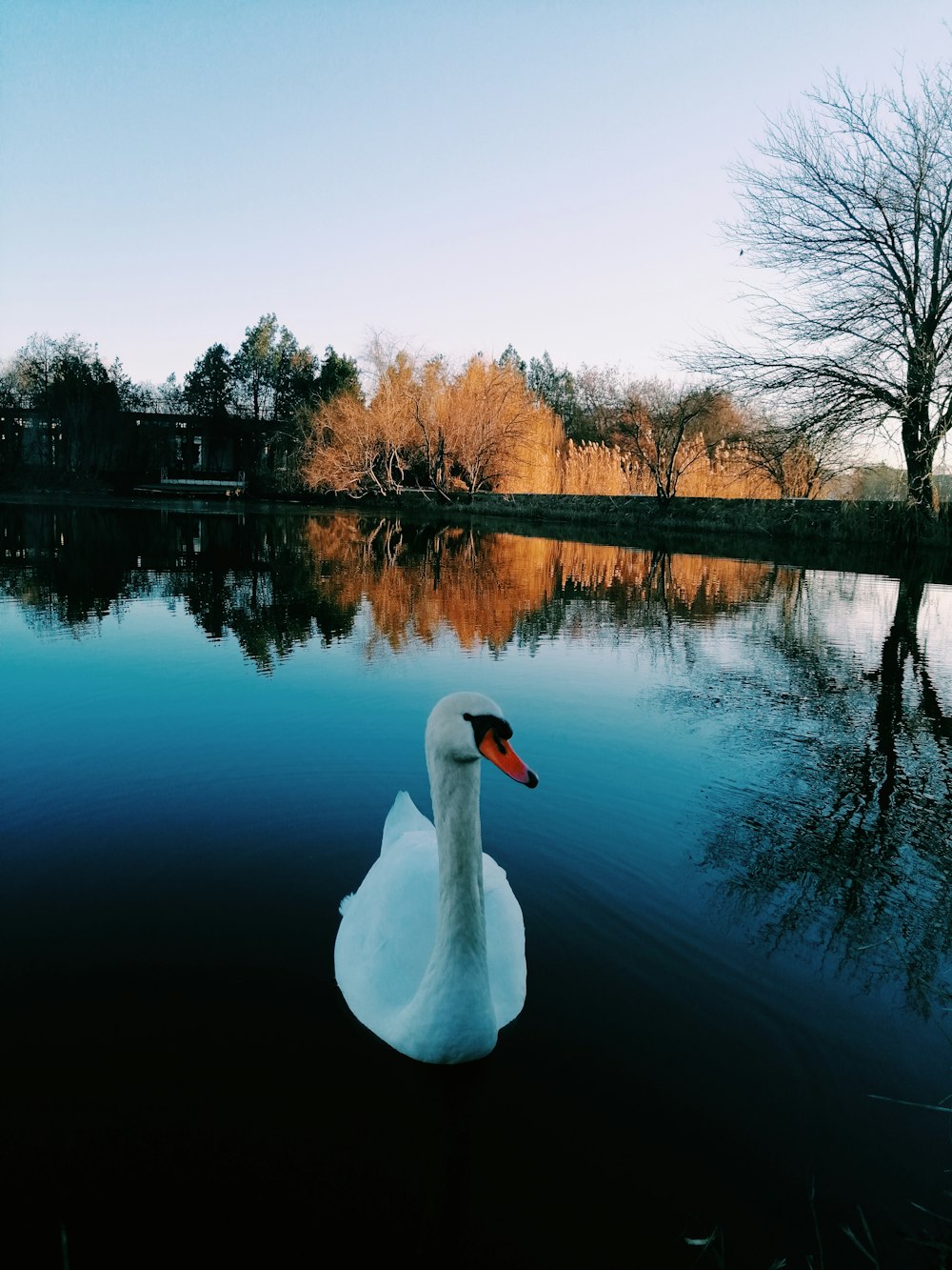 white swan on body of water