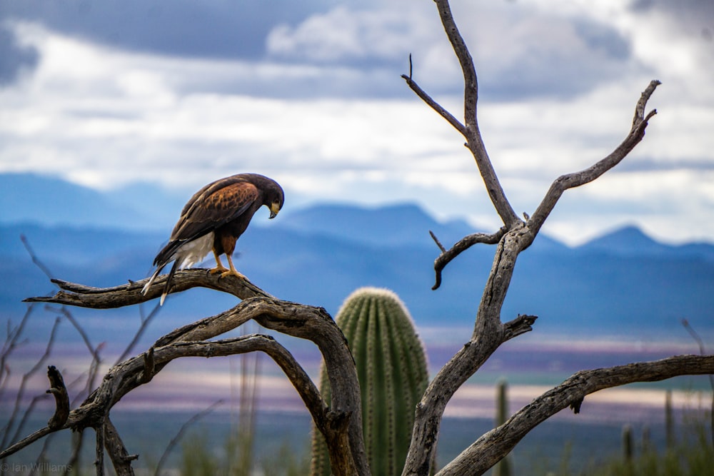 brown and black hawk on tree