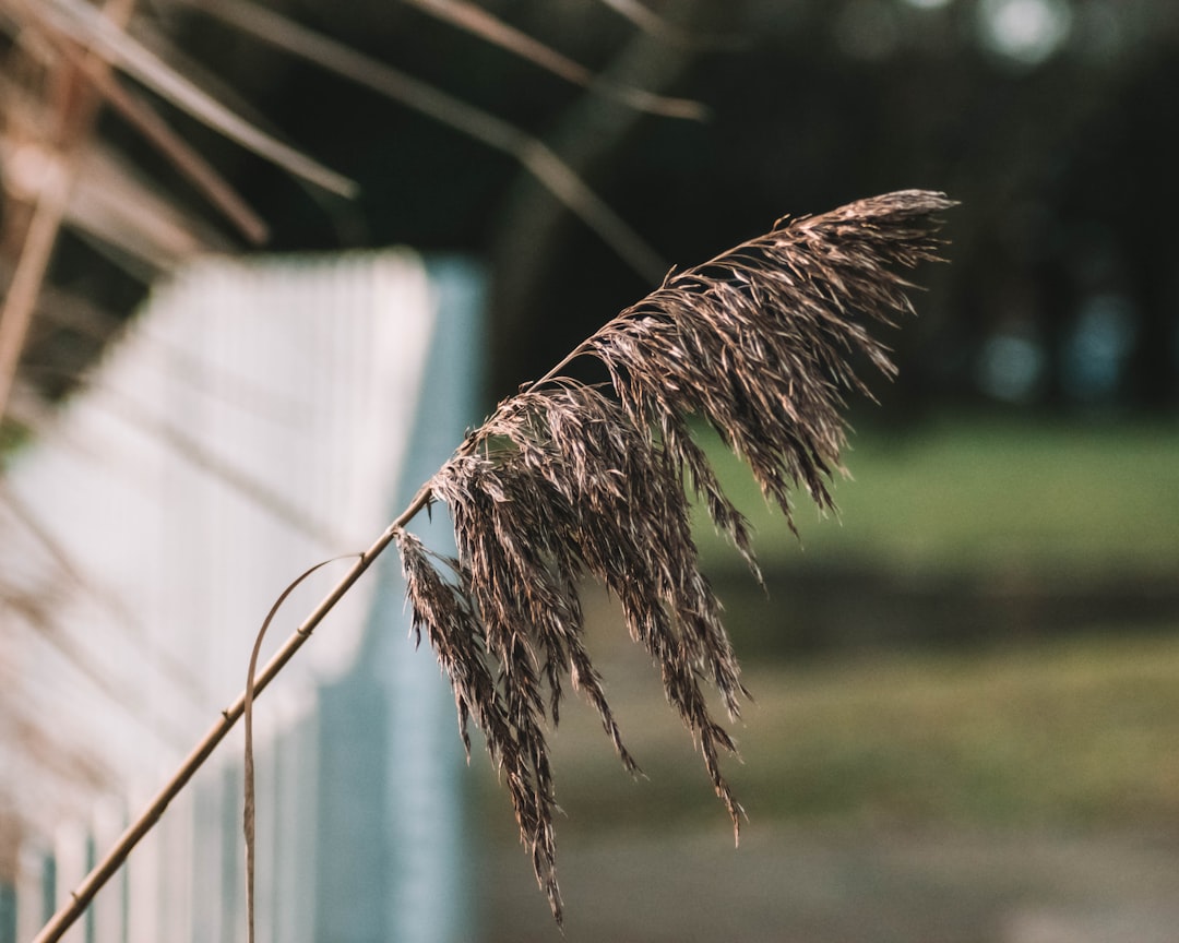 selective focus photography of brown grass