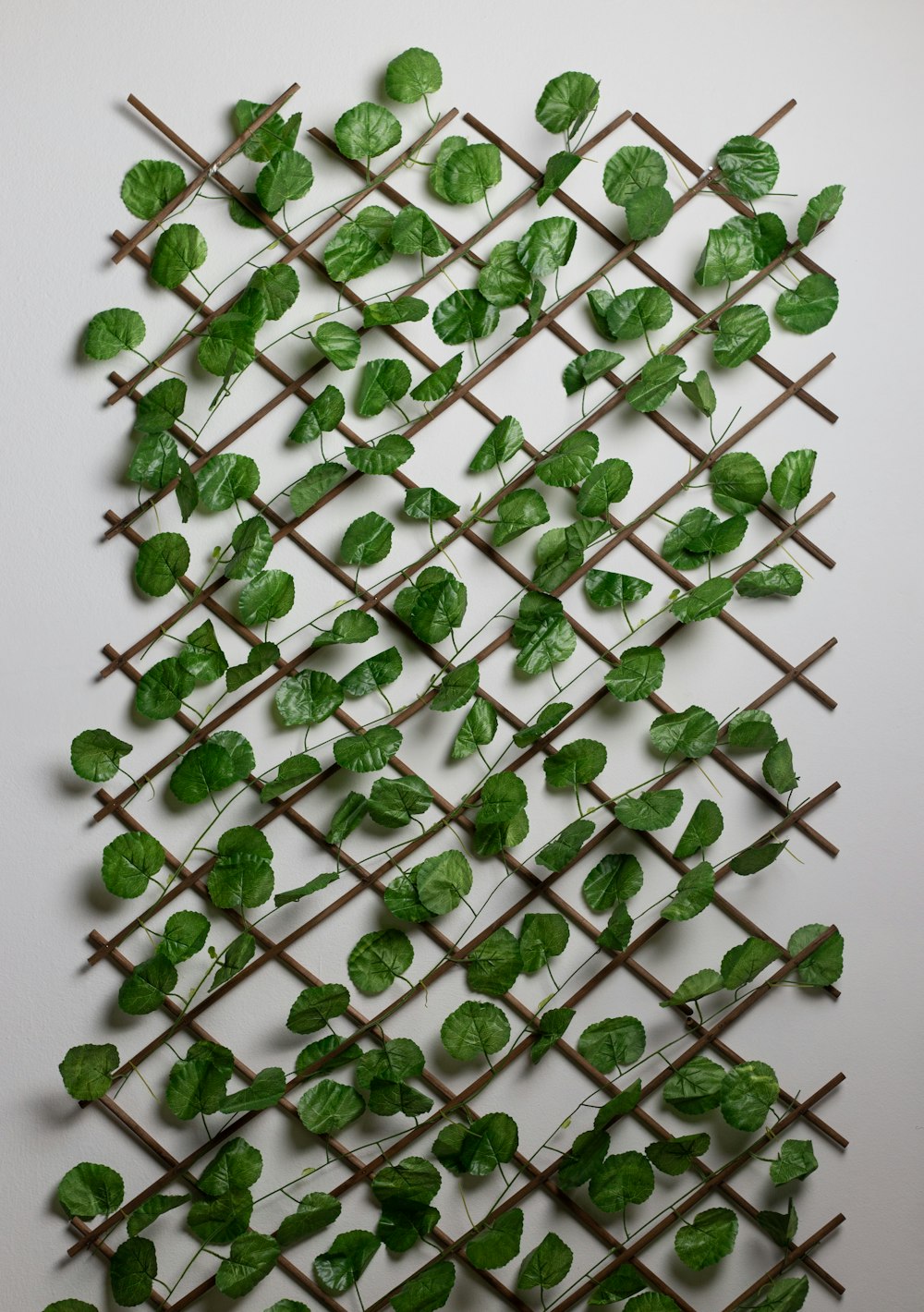 green-leafed leaves on white wall