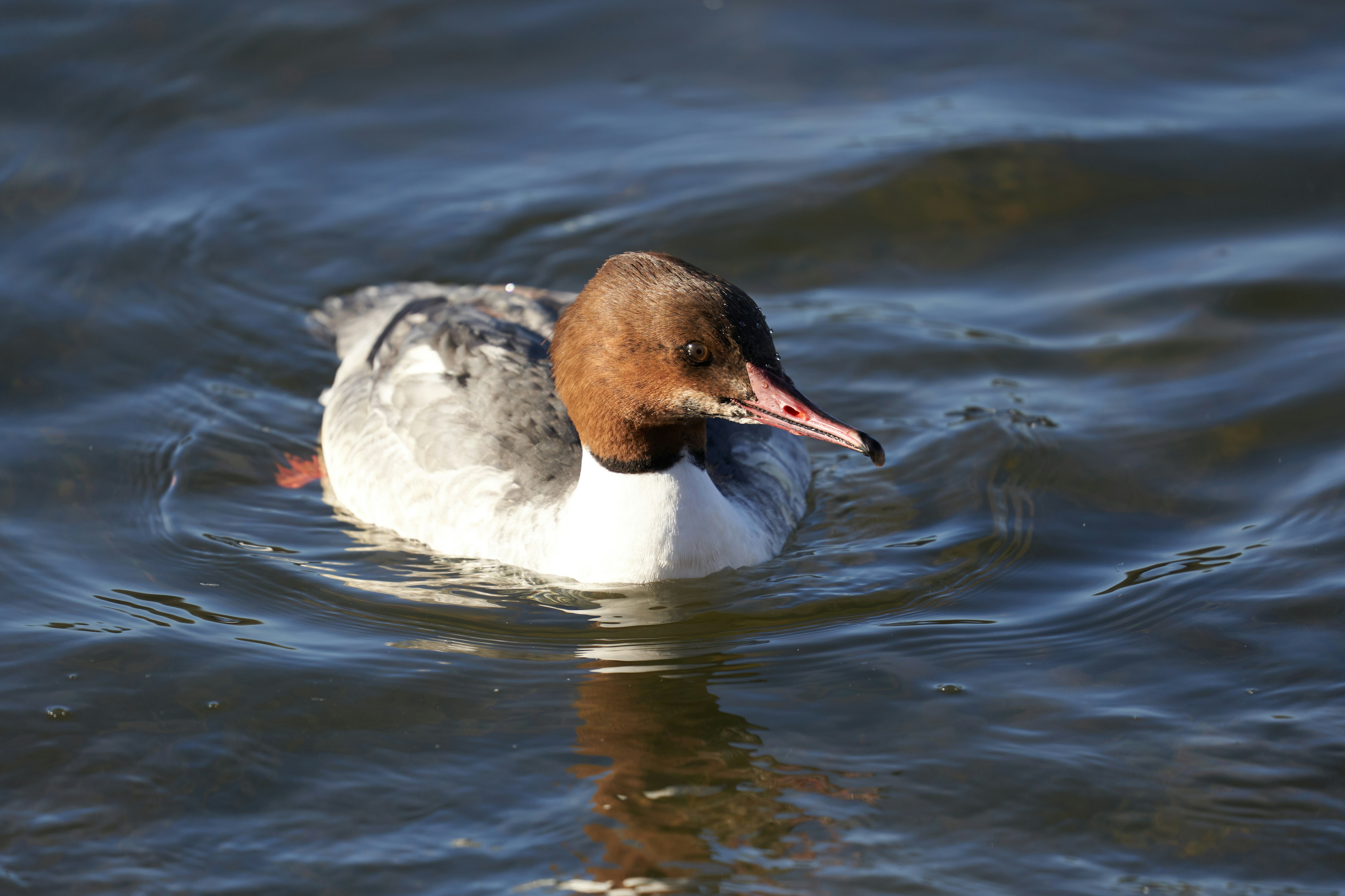 Photo by wolfgang_hasselmann