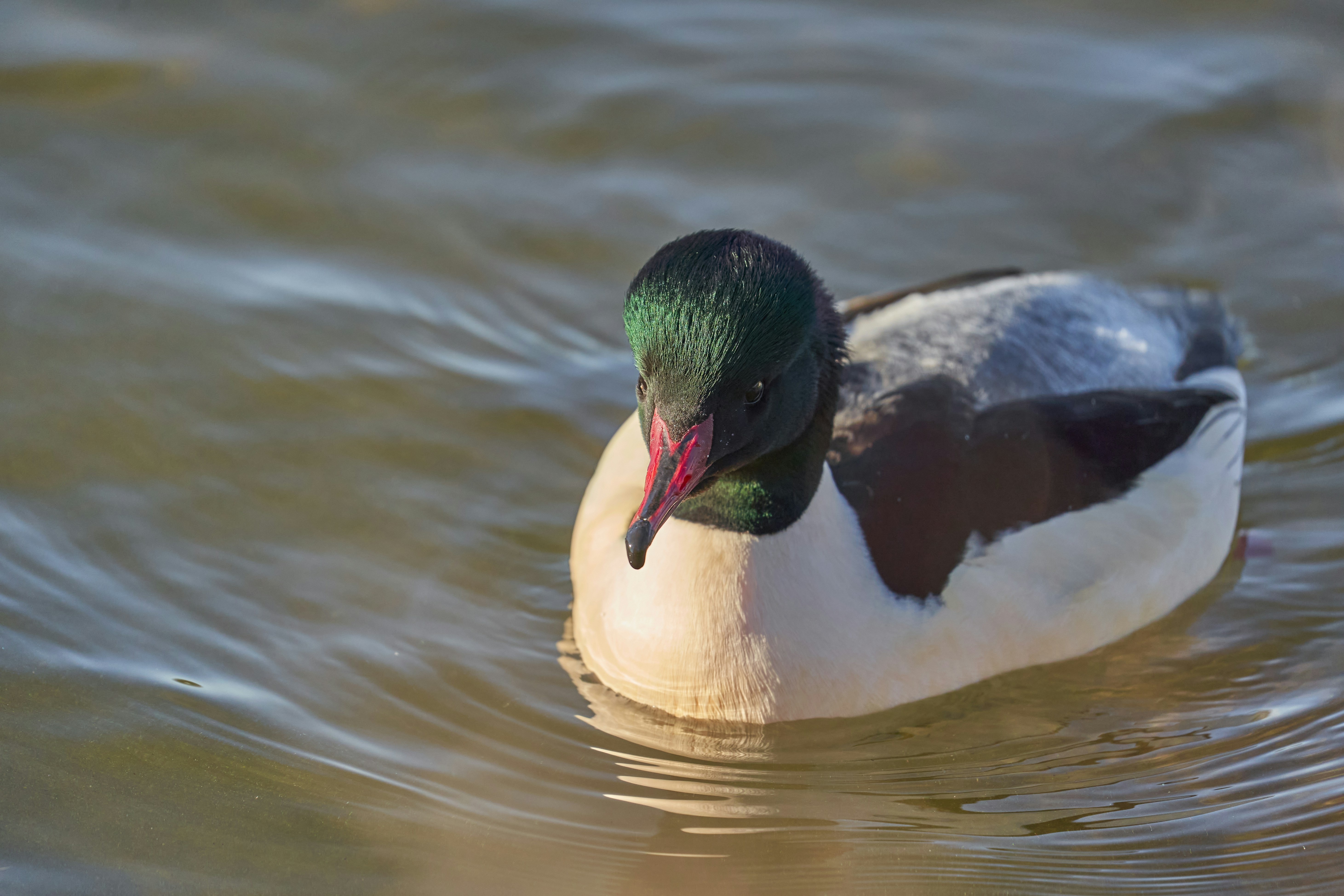 Photo by wolfgang_hasselmann