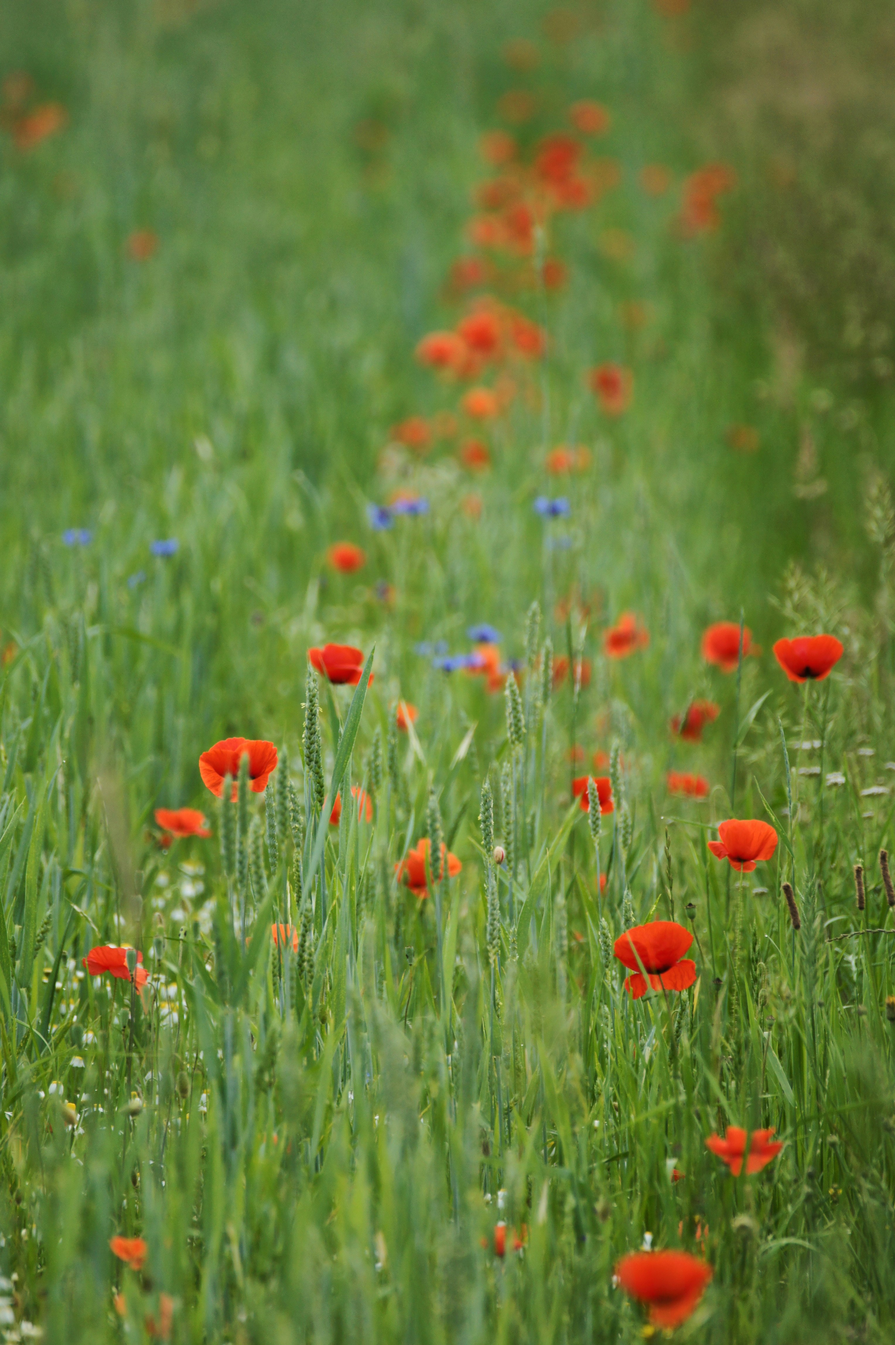 Photo by wolfgang_hasselmann