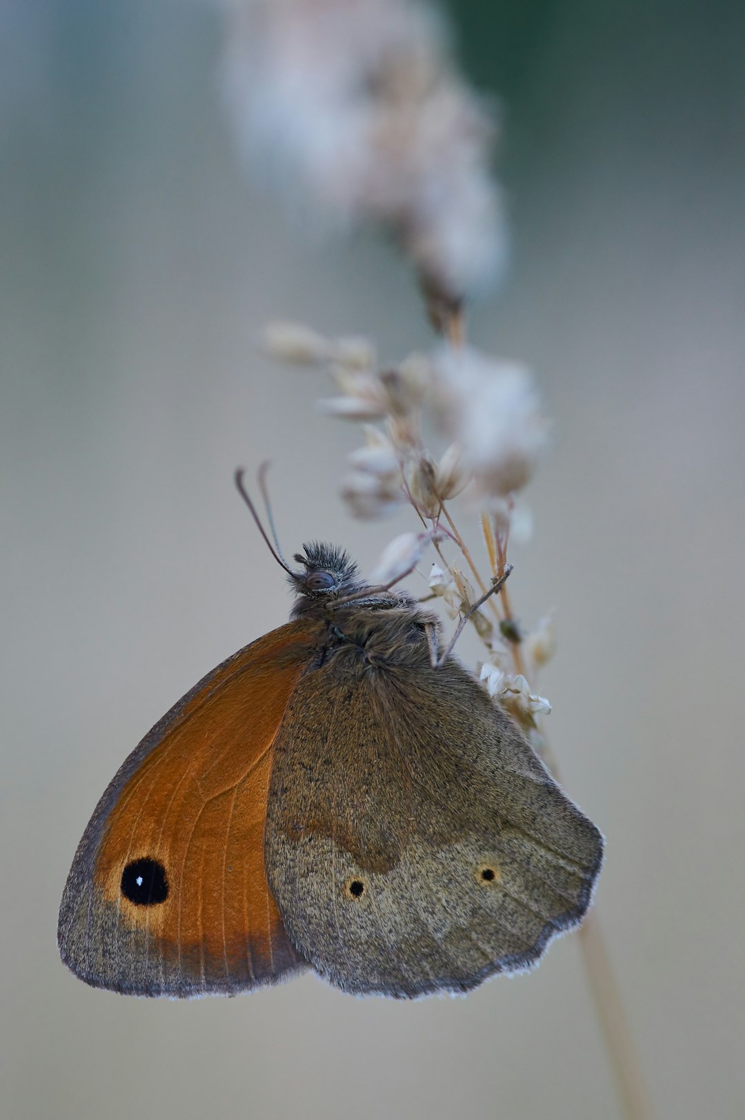 shallow focus photo of brown butterfly