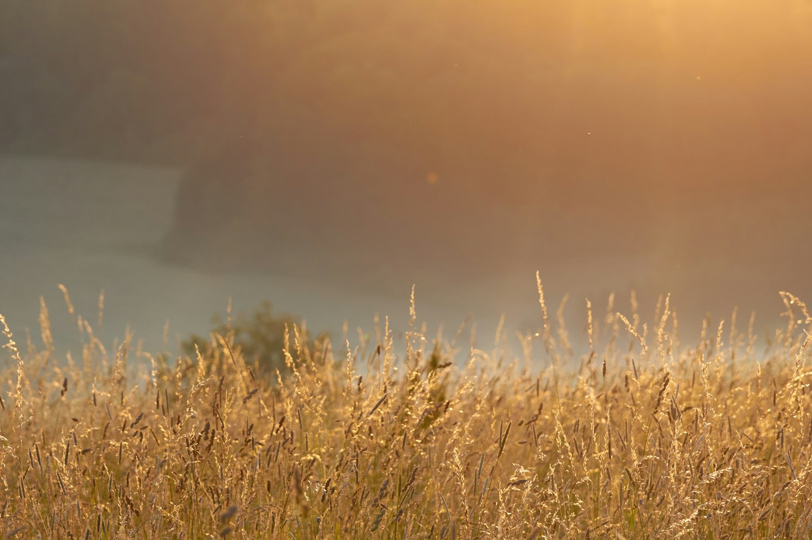 Sony Alpha DSLR-A550 + Sony 70-300mm F4.5-5.6 G SSM sample photo. Grass field photography