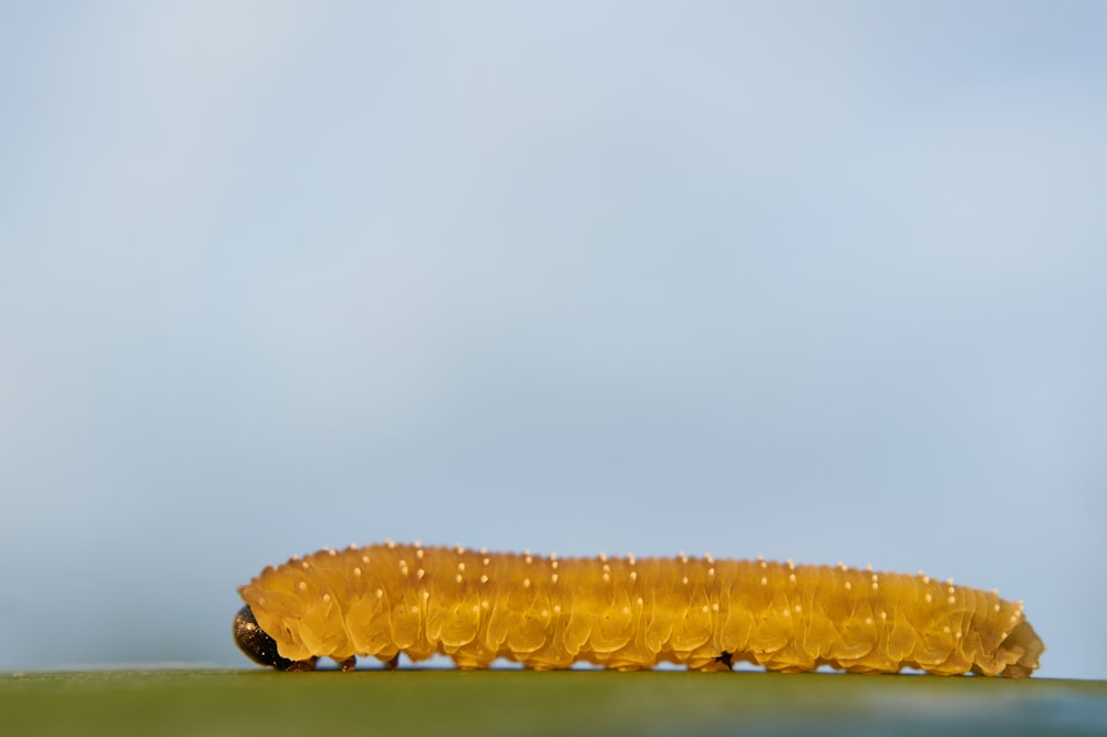small yellow caterpillar