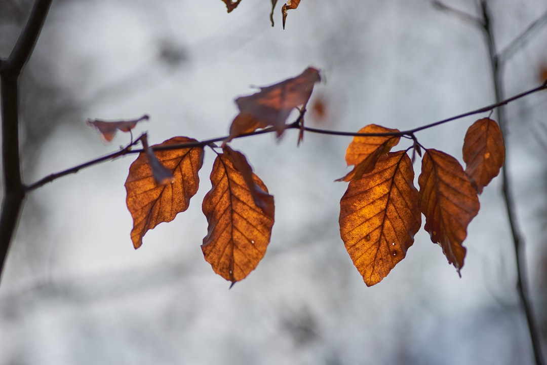 brown leaf treee