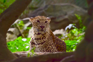 A leopard is resting amidst lush green foliage with dappled sunlight highlighting its spotted fur. The scene is framed by tree branches, creating a natural enclosure around the animal. The background is slightly blurred, focusing attention on the leopard.