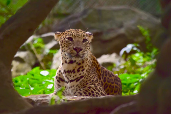 A leopard is resting amidst lush green foliage with dappled sunlight highlighting its spotted fur. The scene is framed by tree branches, creating a natural enclosure around the animal. The background is slightly blurred, focusing attention on the leopard.